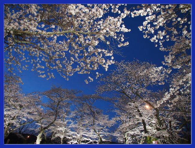 船岡城址公園の桜