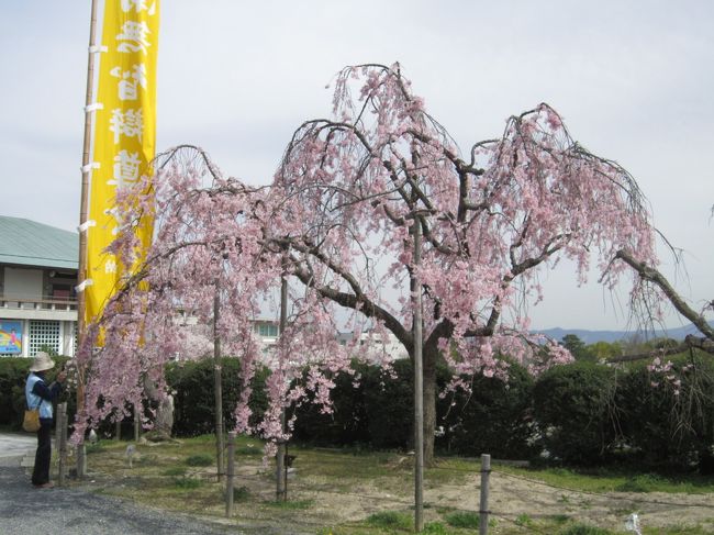 　今年の初詣に弁天さんに行った時に桜の木の多いのに気づき花見のシーズンに是非見たいと思い、行って花見を楽しんできました。<br /><br /><br />弁天宗<br /><br />　辯天宗（べんてんしゅう）は、大森智辯によって開かれた、日本の仏教の宗派。高野山真言宗の流れを汲み、仏教系新宗教に分類される宗教法人である。大阪府茨木市に本部を置く。宗紋（シンボルマーク）は桔梗紋。桔梗は奈良県五條市の市花（1982年（昭和57年）に公募により制定）でもある。