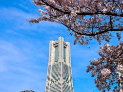 横浜は久しぶりの晴れ間、よし、みなとみらい地区に満開の桜を見に行こう