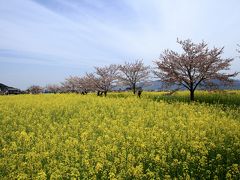 藤原宮跡に咲く菜の花