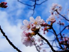 桜の京都を訪ねて