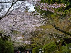 2016 “湖国”近江桜巡り【１】 ～雨雫でしっとり濡れた紫式部ゆかりの古刹・石山寺へ～