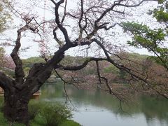 ソメイヨシノは終わってしまい、八重桜はまだ・・・。でも「県立三ッ池公園」、なかなかいいです。