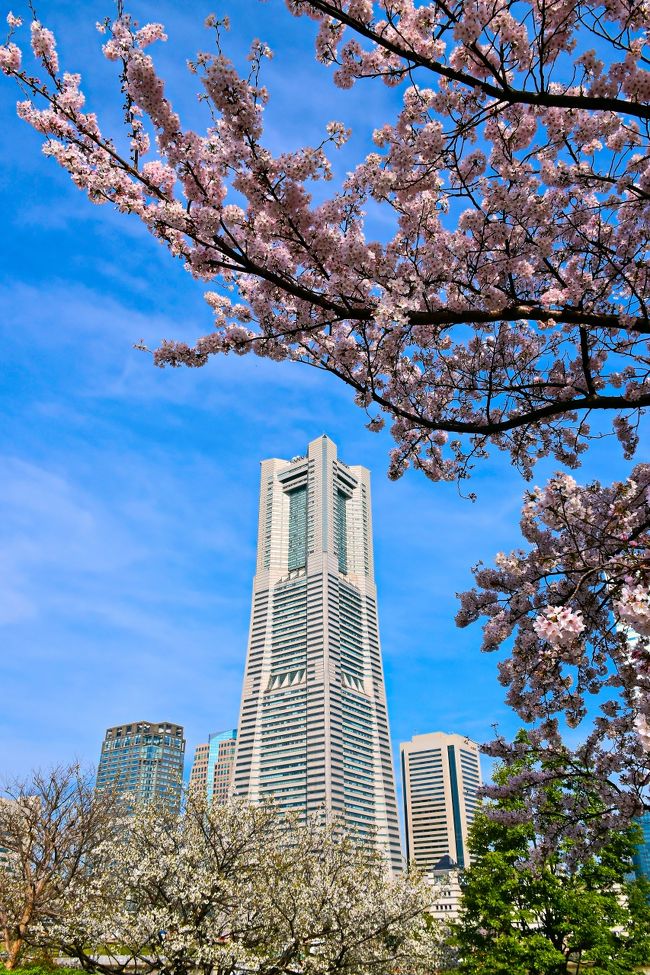 今日４月６日は横浜は久しぶりの晴れ間です。<br />桜の時期は曇りか、雨、写真に撮りたくてもチャンスがない。満開の今日を逃せば明日も春の嵐の予想です。<br />来年まで待たなくてはいけないので、みなとみらい地区にＡＭ７：００到着。<br />現地に着くとカメラをぶら下げた大勢の人が、皆さん晴れ間を待っていたのですね。<br />予想はしていましたが皆さん考えることは同じですね。でも快晴とはいかないです、薄雲が多いですが今しかチャンスがないので写真を撮りました。晴れ間も、どうにか午前中だけ、午後は曇り、次に日は大嵐でした。桜の花も散ってしまいました。<br /><br />
