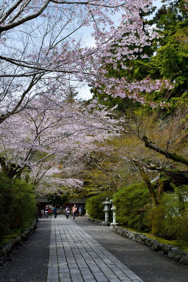 2016年の桜巡りの旅に“湖国”近江国へ♪<br /><br />今年もついに桜の季節がやってきました～。<br />３月下旬から多少バタバタしていて少し出遅れ気味だったのですが、４月上旬の週末に日程を確保し、１泊２日で滋賀県へ“桜巡り”の旅へと出発☆<br /><br />滋賀県は琵琶湖を中心とした自然の風景の中に昔ながらの歴史や文化が今も残っており、個人的にとっても好きな地域の１つです。<br />これまでにも何回か訪れていますが、今回初めて桜を目的に県内のスポットを巡ってみることに。<br /><br />そこで最初に訪れたのが、大津地域の瀬田川沿いにある古刹・「石山寺」です。<br />こちらは西国三十三か所観音霊場の第13番札所で、今年は何といっても33年に１度のご本尊・如意輪菩薩の御開扉が目玉ですが、それ以外にも国宝に指定されている伽藍や季節の花々など、古刹に相応しい歴史のうつろいを感じられる見どころの多いお寺です。<br /><br />境内を彩る約600本の桜は、満開からは多少散り始めてしまってましたけれども、前日の雨に打たれ境内の花々が雨雫でしっとりと濡れており、これまた趣きのある光景を楽しむことができました♪<br /><br />【 旅の行程 】<br />・東京駅 ～ 石山寺駅 ～ 石山寺 ～ 螢谷公園 ～ 石山寺駅<br /><br />【 2016 “湖国”近江桜巡り 】<br />・旅行記その１： ≪この旅行記≫<br />・旅行記その２： ～遥か万葉の時代から続く大寺が桜色に染まり・・・「三井の晩鐘」で知られる名刹・三井寺へ～<br />　http://4travel.jp/travelogue/11123143<br />・旅行記その３： ～桜花爛漫の湖城の春・彦根城登城記① いざ国宝天守へ♪～<br />　http://4travel.jp/travelogue/11125579<br />・旅行記その４： ～桜花爛漫の湖城の春・彦根城登城記② 夕暮れからライトアップまで桜を味わい尽くす♪～<br />　http://4travel.jp/travelogue/11125690<br />・旅行記その５： ～波穏やかな湖面を彩る桜並木 景勝「海津大崎の岩礁」へ♪～<br />　http://4travel.jp/travelogue/11131928<br />・旅行記その６： ～湖岸にそびえる天守が桜に包まれて・・・秀吉出世の地・長浜散策♪～<br />　http://4travel.jp/travelogue/11132710