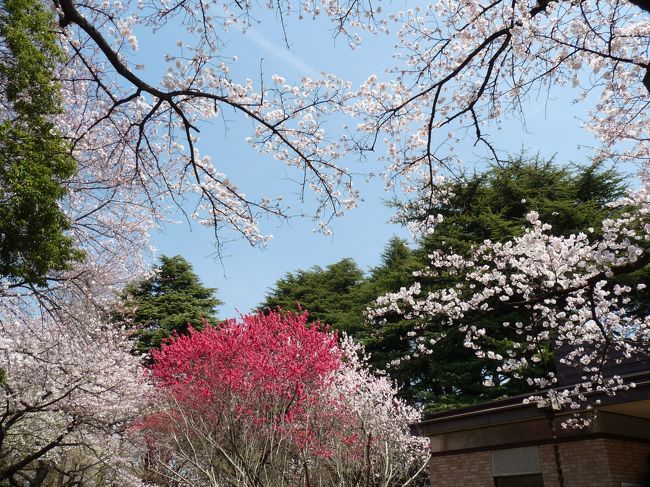 東京に満開宣言が出た３月３１日、晴天にも恵まれたので、新宿御苑に行ってきました。<br />開花から１０日も待たされた満開のサクラ、きれいな青空、春休み期間中、など混雑する要素は十分のこの日、覚悟していたとおり沢山の人が桜を楽しんでいました。