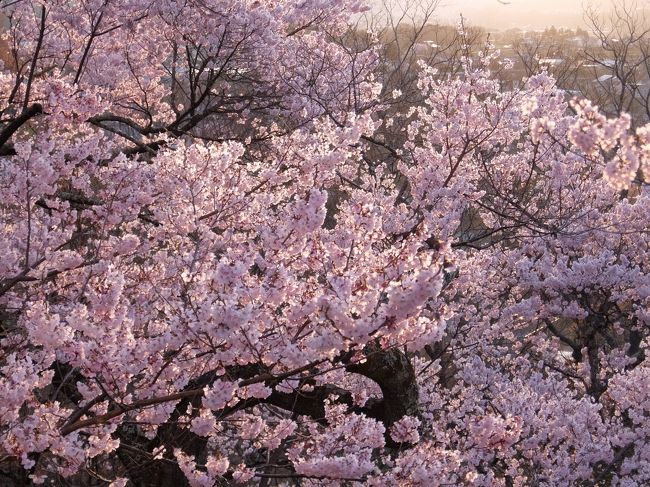 東京から日帰りで全都道府県めぐりの<br />第32回目は長野県。<br /><br />長野も見所がたくさんありますが、<br />「天下第一のさくら」といわれる高遠城址公園の桜が<br />どれだけすごいのか一度見てみたいと思って<br />計画から2年越しでようやく行ってきました。<br /><br />高遠は長野南部にあり、どの都市圏からも行きにくい・・・！<br />鉄道網が脆弱ということもあり、基本的には車移動になりますが、<br />一番のネックはやはり大渋滞。<br />高遠周辺のみの見学の場合は、レンタカーではなくて電車＋シャトルバスがおすすめ。<br />都心からの日帰りの場合は、高速バスで<br />行き 6:45新宿発→9:56伊那着<br />帰り 19:25伊那→22:46新宿がよさそう。<br /><br />しかし、それだと高遠だけで終わってしまう！と思い<br />今回はレンタカーを借り、<br />午前に天龍峡へ行き、午後に高遠に行くことで<br />少しでも渋滞を回避しようという策にしました。<br />こんなこと考えているからいつまでも実行できないんですが。。<br /><br />結局今回の旅程はこうなりました。<br />6:30 新宿駅<br />　↓JR臨時特急あずさ71号<br />8:57 茅野駅<br />9:13 レンタカーを借りて出発<br />　↓<br />10:59 天龍峡到着<br />11:05-11:30 天龍峡遊歩道（一部）<br />11:45-12:30 天龍ライン下り<br />13:00 天龍峡出発<br />　↓<br />14:09 高遠到着<br />　# ランチを探すも見つからず・・・<br />15:40-18:30 高遠城址公園<br />18:50 高遠出発<br />　↓<br />19:40 茅野到着、レンタカーを返す<br />19:48 夕食＠そば屋さん<br />20:31 茅野駅<br />　↓JR特急スーパーあずさ36号<br />22:37 新宿駅<br /><br /><br />＜お金＞<br />交通費　\20,953<br />入場料等　\3,200<br />食費　\3,240<br />お土産　\1,200<br />合計　\28,593