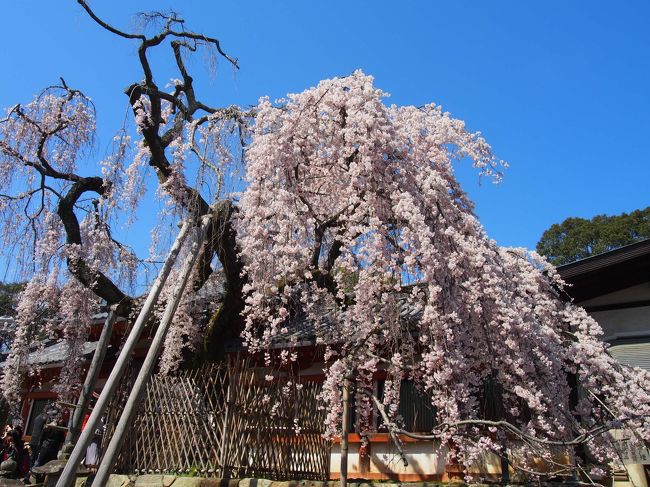 二週にわたって、奈良公園周辺に行ってきました。<br />3月26日(土)は、釜飯を食べに行きたくて、それじゃ〜氷室神社の早咲きの枝垂れ桜を見に行こう〜<br />次の週は、1か月前から、花見（桜）のために予定を奈良公園に絞っていました。<br />今年は、例年より大阪市内でも満開の桜は少し遅めでした。<br />毎年遅めに咲く奈良公園ですのでちょっと心配でしたが、ランチに行きたい店を見つけ<br />さ〜どうなりますか〜<br />毎度のことながら珍道中でした。