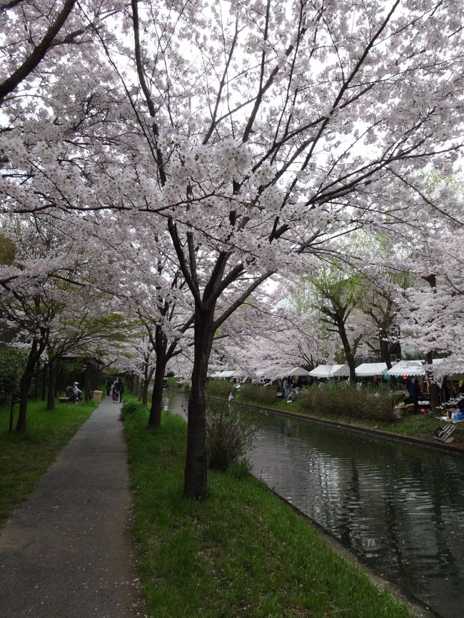 宇治川派流の伏見港周辺で開催される「桃山語り部の道 桜まつり」に初めて出かけました。川辺は満開の桜並木が続き、その中をゆっくりと十石舟が通って行きます。また、地元のお店が露店を出し、どのお店もお客さんで賑わっています。想像していた以上に活気があるお祭りでした。