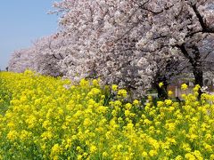 2016桜第四弾☆熊谷桜堤