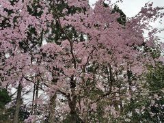 今年最後の桜(三千院)