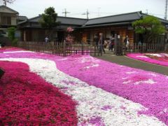 ’１６　市川 桜さんぽ　郭沫若記念館の芝桜～真間川沿いの桜～下総中山法花経寺の桜