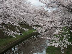 春は桜でちょっと狂いたいのと思ったけど。次の週（佐保川　くるみの木　奈良公園　）