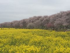 桜。