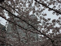 東京桜巡り＜１＞