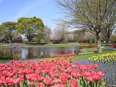 昭和記念公園：桜吹雪の中のチューリップオフ会 2016