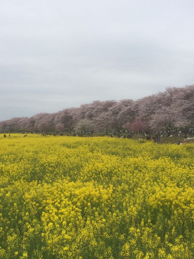 新宿で散歩しながら桜を見てから、車で幸手は権現堂へひとっとび。<br />昨年は夜桜を見物しに行ったけど、今年は明るいうちに花見。<br />もちろん相方と幸せな時間を。。。