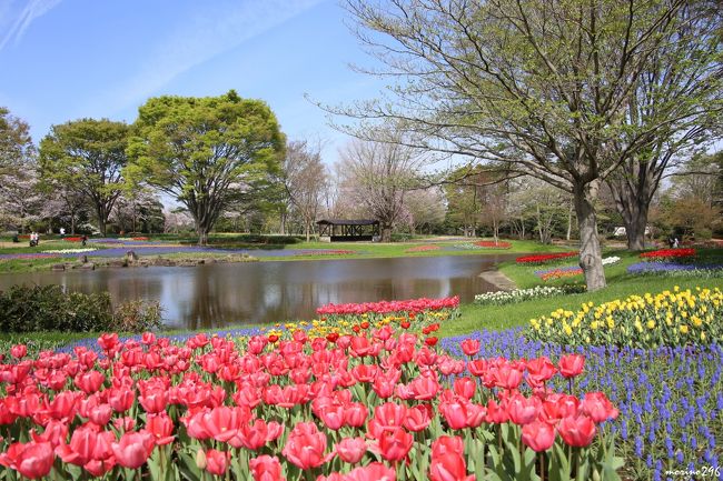 昭和記念公園ファン倶楽部、恒例のチューリップオフ会に参加しました。<br />暖冬で今年のチューリップは早く咲くのではないかとの予想から、早々とこの日に開催することが決まっていたのですが、チューリップにはまだ早過ぎとのことで、お花見オフ会となりました。<br />桜吹雪の中、チューリップもそこそこ咲き揃い、桜と一緒に楽しめました。<br /><br />今回の参加者は、もろずみさん（管理人）、五黄の寅さん、ぬいぬいさん、のりアロハさん、唐辛子さん、コクリコさん、ひゅうひゅうさん、夏への扉さん、ＣＡＮさん、トラッキー☆さん、morino296の１１名でした。