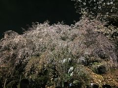 東京桜巡り＜３＞