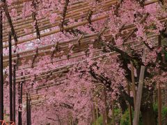 京都　桜めぐり～半木の道、水火天満宮、本法寺、妙心寺退蔵院、上品蓮台寺