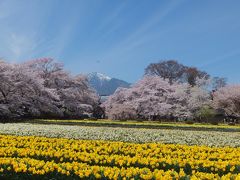 実相寺の神代桜と眞原の桜並木