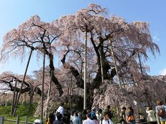 樹齢千年三春瀧桜と初逢瀬