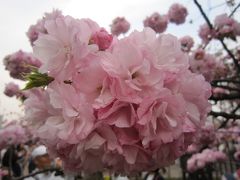 造幣局桜の通り抜け