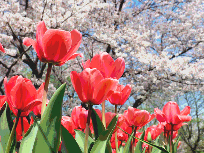 【花】チューリップと花見オフ2016＠昭和記念公園