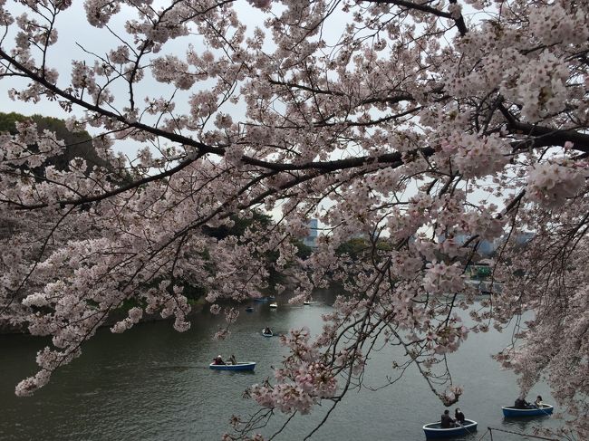開花宣言から１週間。<br />肌寒く、新宿御苑でのお弁当は止めにして、<br />都内桜名所巡りしてきました。