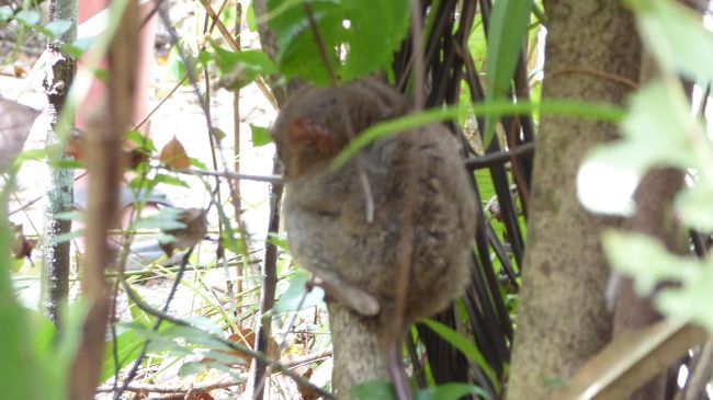 フィリピンセブ島への語学留学の期間中、ボホール島への日帰り旅行に行ってきました。<br /><br />【行程】<br />Python Zoo - Tasier Sanctuary - Chocolate Hills - Butterfly Park - Loboc River Cruise - Zip Line<br /><br />セブ島のホテル送迎、諸費用込みで一人当たり3,200ペソ(4名)でした。<br />手配時間がなかったので他と比較しなかったのですが、もっとずっと安いツアーもあるようです。