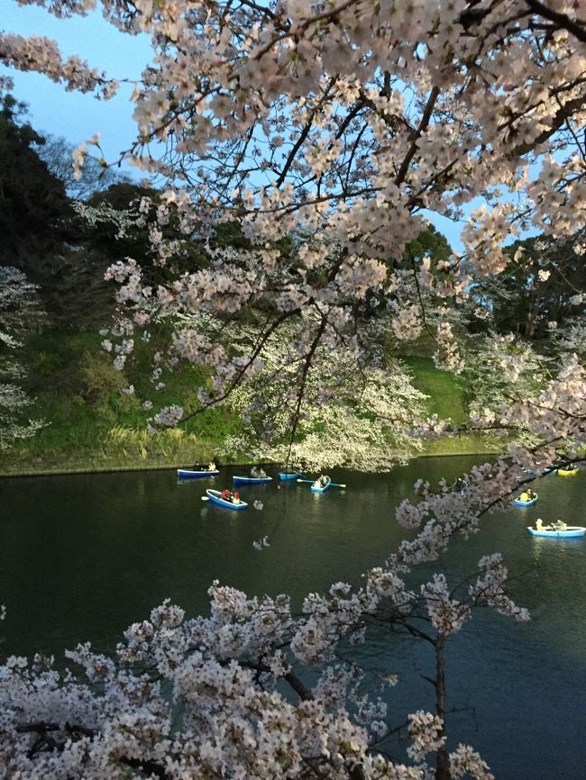 義母を連れて、仙台から日帰りで東京にお花見に行ってまいりました。<br />８年ぶりに乗る新幹線に右往左往しつつも、テンション上がりっぱなしのワンデイトリップです★<br /><br />桜も満開！最高の一日でした。