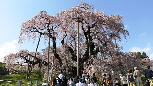 樹齢千年三春瀧桜と初逢瀬<br /><br />桜の下から見上げるとまさに桜の瀧でした。<br /><br />瀧桜そのものでした。