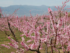 満開の桃と桜をめざして笹子峠を越える　笹子峠～達沢山～蜂城山～釈迦堂～大善寺