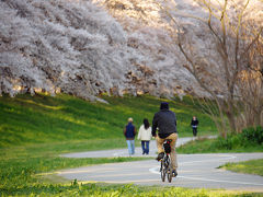 2014年版八幡桜だより～満開の背割堤桜並木・後編