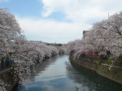 横浜　大岡川プロムナードの桜は全国４位