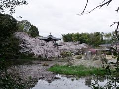 再び春爛漫の京都を歩く