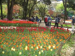 横浜公園のチューリップを見に