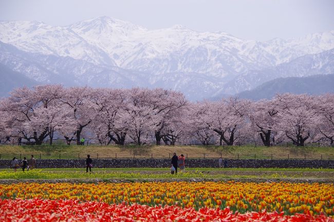 日本にこんな景色があったとは!! 「春の四重奏」を見に日帰りで富山旅行へ♪