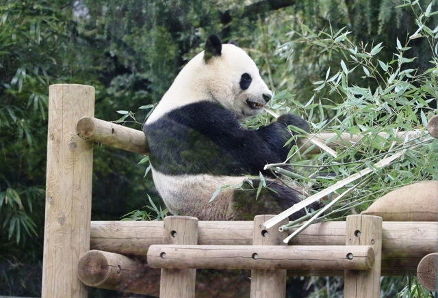 上野動物園は早稲田大学受験の時にパンダを見に行ったら休園日だった。あれから40年、やっと念願が叶いました。<br />入園料金600円と意外に安かったです。