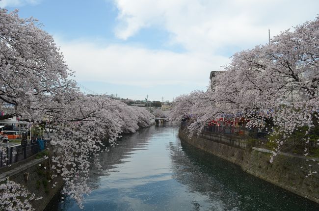 大岡川プロムナードの桜は、お花見人気ランキングで全国4位、神奈川県内1位と言われている。<br />http://sp.jorudan.co.jp/hanami/ranking.html<br /><br />京浜急行弘明寺駅から徒歩5分、大岡川沿いの３ｋｍに亘るプロムナードに植えられた約500本のソメイヨシノが満開を迎えた。<br />プロムナードには、多数の屋台が出て花見を楽しむことが出来、夜間には約2500個のぼんぼりが灯り、ライトアップされる。<br /><br />今日は、弘明寺の観音橋から、蒔田公園までの２ｋｍ位のプロムナードを楽しんだ。<br />全国１位の目黒川の散歩道より、大岡川の散歩道は広く屋台も多く、花見をゆっくり楽しむことが出来る。<br /><br />