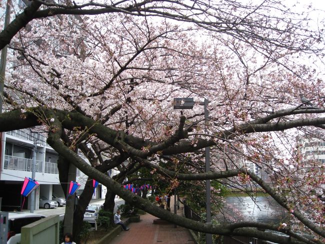 ２０１６年３月３０日（水）、二人とも予定がなかったので、ちょっと早いかなと思ったが、黄金町から弘明寺まで大岡川沿いを歩くことにした。<br />東京の桜は７、８分咲きとかニュースで行っていたのでどのくらい？と思いながら行ったのだが、早すぎた。ソメイヨシノは<br />早咲きのが５、６部咲き位で、全体としては１、２部位だった。<br />黄金橋のところの１本がかなり咲いていたが、あとはぽつりぽつりの感じ。蒔田橋辺りもぽつぽつ。弘明寺近くが咲いていて、５部位だったか。弘明寺の中華料理店でお昼を食べて帰ってきた。<br /><br />４／２（土）に行ってみると、ほとんど咲いてなかった黄金橋付近のが５部位咲いていた。下流へ橋２本ほど歩いてみたが、場所取りをしている人も見かけた。<br />３日の南の桜祭りがちょうど満開だったのでは。いつも散った頃に祭りだったのだが。６日ごろもまだ満開だった。<br />今年は、本当に長く咲いていた。