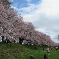 京都の桜（背割りの堤　毘沙門堂　平等院　伏見稲荷　）