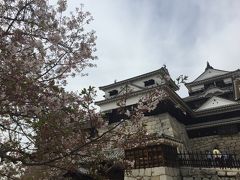 千葉から松山城の桜を見に行って来ました。