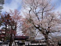 長野の春を彩る「花の旅」Vol.１＜飯田の桜守案内の桜と春日城址公園の桜＞