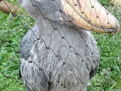 ハシビロコウと桜の春