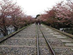 春の京都　散りゆく桜にも　また風情あり