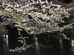 夜桜