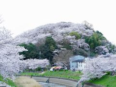 奈良の桜巡り ２０１６、でも去年と違うよ！
