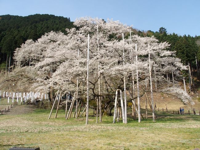 日本三大桜の一つであります淡墨桜を見てきました。岐阜県本巣市にあります国指定天然記念物根尾谷淡墨の桜は、品種：彼岸桜、和名・エドヒガン、樹齢1500余年、樹高16ｍ、幹囲目通り9.90ｍ、枝張り東西27.60ｍ南北25ｍ、大正11年10月12日内務省天然記念物指定1号、指定の理由・・・由緒ある桜の代表的巨樹、であります。周りは淡墨公園として整備され、支え木(44本)なくては危ない状態ですが美しく咲いていました。大正初期の大雪で、衰えを見せ始めた名木淡墨桜は、昭和23年には枯死するかとも思われる状態になり、前田利行氏、中島英一氏他数名の尽力により復活を遂げ始めるも、昭和34年の伊勢湾台風で大きな被害を受け無残な姿となってしまった。そのような時に、作家故宇野千代女史が、老桜の痛々しい姿に心打たれ、岐阜県知事平野三郎氏に枯死するのを防いでいただきたい旨を切々と訴えられ、以来、国、県、地元有志の浄財とも合わせて保存に努めているとのことです。<br />継体天皇御手植桜伝説のあるうすずみ桜は、真清探當證(ますみたんとうしょう)に、応神天皇5世の孫・彦主人王(ひこうしおう)の孫・男大迹王(おほどのおう)が皇位継承をめぐって、後の雄略天皇(21代)の迫害を受け、生後50日で養育係に譲られ、尾張一宮からさらに美濃の山奥に隠れ住んだ。この間言語に絶する生活を強いられたが、29歳の時、都から勅使がむかえに来られ、村を離れる時に住民と別れを惜しまれ尾張一宮から持ち帰られた桜を二男桧隈王の産屋跡に植えられ、一首の歌をそえて記念とされた。<br />身の代と遺す桜は薄住よ　千代に其の名を栄盛(さかえ)止むる<br />王は都に上がられ、継体天皇(26代)として即位された。(根尾谷淡墨の桜パンフレットより)<br />（継体天皇は、謎の多い天皇で、諸説あります、母の出身地である福井県で即位するまで育った等）<br />とても由緒のある桜で、何度も枯死しそうになりながら、今年も美しく咲いて不死鳥のような桜です、淡墨桜の特徴として桜の全種300余種の内でも名花中の上位にあると言われる品種で、蕾の時は薄いピンク、満開に至っては白色、散り際には特異の淡い墨色を帯びてくるそうです。<br />日本三大桜は、樹齢1000年の福島県田村郡三春町の三春の滝桜、樹齢1800年の山梨県北杜市の山高神代桜です。五大桜はほかに「狩宿の下馬ザクラ」（静岡県富士宮市）、「石戸蒲ザクラ」（埼玉県北本市）。<br /><br />さくら資料館では、故宇野千代女史の淡墨桜に関する作品展示、前田利行による根接ぎの様子、能狂言、国指定特別天然記念物の菊花石の常設展示があります。<br /><br />淡墨桜の近くの根尾水鳥には、明治24年1891年10月28日午前6時37分の濃尾地震で出現した国指定特別天然記念物の根尾谷断層があり、地震断層観察館・体験館で、地震断層について学習できます、体験館では震度4-5の地震を3Ｄシアターで体験出来ます。<br />濃尾地震は、マグニチュード8、日本の内陸部で起きた最大級の直下型地震で、その震源は浅く震動は激震(震度7)でした。全国で14万戸を超える建物が倒壊し、7千人を超える人々が亡くなりました。それに伴って生じた地震断層、延長距離80ｋｍは世界的にも大規模なもので、特に震源地の根尾谷水鳥地区では上下に6ｍ、長さ1000ｍにもなる断層崖が隆起、この断層崖が「根尾谷断層」です。昭和27年に国の特別天然記念物に指定されました。(根尾谷淡墨の桜パンフレットより)<br /><br />うすずみ温泉は、海水の成分に似た泉質の温泉、伊勢湾の太古の海水が源と言われています。<br /><br />近くに、奥美濃水力発電所上大須(かみおおす)ダムが有りましたが、落石で途中で通行止めでした、残念。ダムカード配布はないそうです。<br />奥美濃水力発電所は日本最大級の純揚水式発電所で、有効落差485.75ｍ、最大出力は150万ｋｗ、根尾上大須地区にあるロックフィルダムで、下部調整池です、堤長は約300ｍ、高さ98ｍ、ダム周回路は約5ｋｍあり、美しい自然に囲まれ、紅葉など四季の移り変わりも楽しめます。(本巣市観光協会本巣市観光ガイドマップより)<br /><br />淡墨公園　Ｐ500円<br /><br />さくら資料館　9：00-17：00　3月下旬-5月連休開館、夏休み(土曜日・日曜日)開館　入館料大人300円、小中高校生100円<br /><br />地震断層観察館　Ｐ無料　休館日：月曜日(祝祭日の場合は翌日)<br />開館時間：4月/9-17時、5-10月/10-17時、11-3月/10-16時<br />入館料：大人500円小人250円、地震体験館別料金200円(大人・小人)<br /><br />道の駅うすずみ桜の里ねお　9-17時、定休日月曜日(祝祭日の場合は翌日）<br /><br />うすずみ温泉四季彩館　休館日：月曜日(祝祭日の場合は翌日)<br />日帰り入浴10-20時　日帰り入湯料大人850円子ども3-11歳450円<br />昼食など飲食のみの利用も可能<br />ホテル館　1泊2食9260円-<br /><br />うすずみ温泉体験工房　土・日・祝のみ営業　粘土体験(ろくろ、てびねり)、器絵付け体験(絵付け、オカリナ絵付け)<br />工房喫茶/軽食喫茶　土・日・祝のみランチ/900円-　11-16時<br /><br />道の駅織部の里もとす　8時30分-17時、定休日水曜日(祝祭日の場合は翌日）、年末年始<br /><br /><br />道の駅富有柿の里・いとぬき　9時-17時、定休日月曜日(祝祭日の場合は翌日）、年末年始<br />柿の里ふれあいセンター直売所　9-17時　定休日毎週月曜日(祝祭日の場合は翌日）、年末年始<br />古墳と柿の館　　9-16時　定休日月曜日(祝祭日の場合は翌日）、年末年始<br />入館料大人300円、小中高校生100円<br /><br />富有柿の里には他に、富有柿センター、バーベキューハウス、ふれあい広場、農林業実習センター、石室復元、赤彩古墳の館があります<br /><br />　<br /><br />