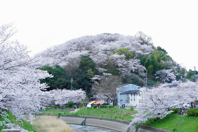 朝、大阪狭山市にある狭山池に珍鳥が来たというので見に行ってきました。<br /><br />珍鳥の名は、「ラバーダック」！　（笑）<br />旅行記はコチラの方です。　http://4travel.jp/travelogue/11117482<br /><br />そこから、お昼を食べに富田林市にある「川田屋」さんに向かいました。前の旅行記にアップすべきでしたが、スマホからの写真が間に合わなくて、奈良の旅行記に登場です。<br /><br />そこから、奈良県へ・・・次の目的地である三室山に向かいました。そして、郡山城跡のサクラをチラ見して、<br />佐保川に向かいました。<br /><br />メジャー級ではないけれど、近年人気になりつつあるスポットだと思います。<br /><br />残念ながらお天気は、午前中に続き曇りで、雨が少し降る時もありましたが、何とか本降りにならなくて楽しめました。<br /><br />※１８日、ラバーダックが強風でくちばしを怪我したようです。<br />　入院のようです。早く戻ってきてね。<br /><br />